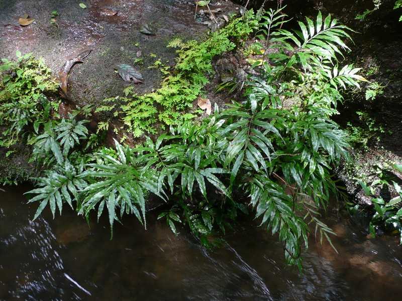 Bolbitis salicina