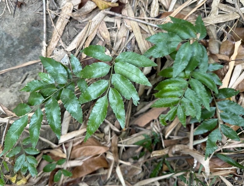 Bolbitis scalpturata