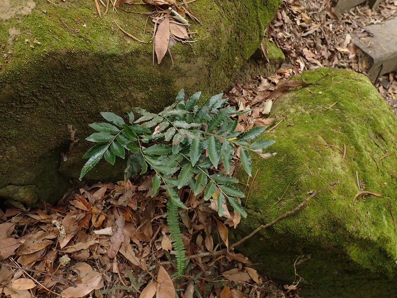 Bolbitis scalpturata photo 2