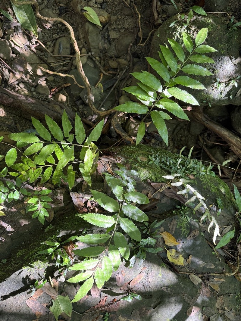 Bolbitis scalpturata photo 4