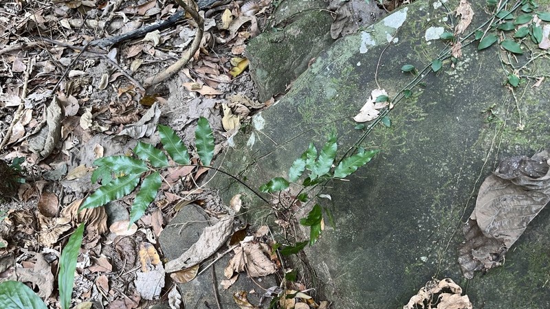 Bolbitis scalpturata photo 5
