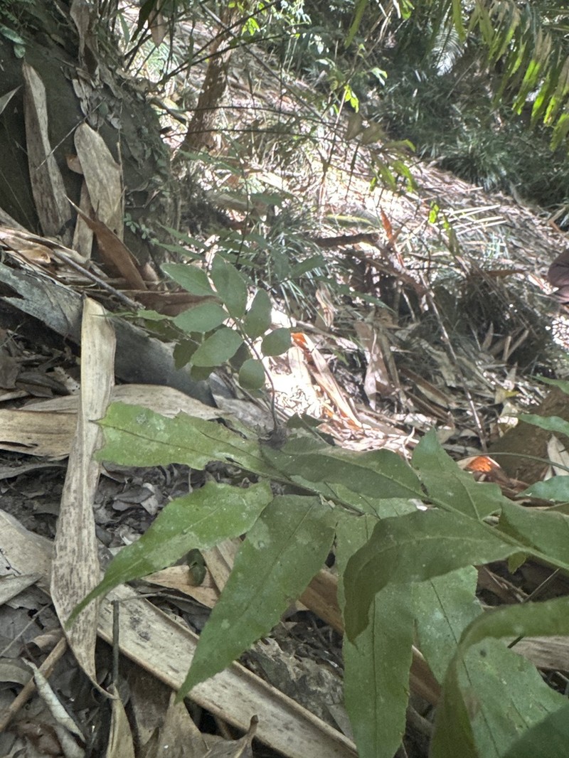 Bolbitis scalpturata photo 6