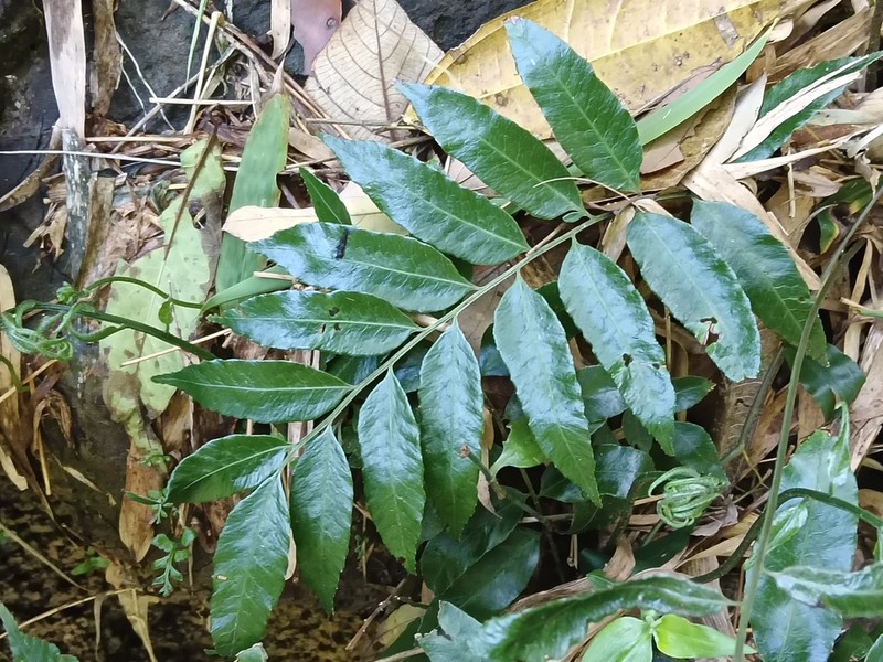 Bolbitis scalpturata photo 7