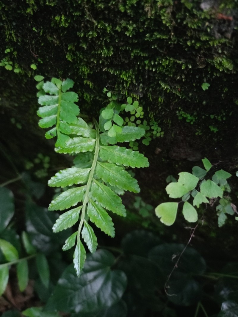 Bolbitis semicordata