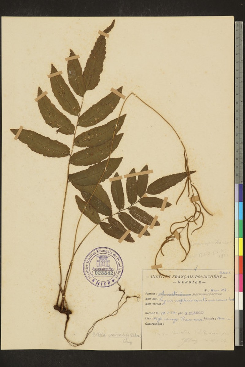 Bolbitis semicordata photo 3