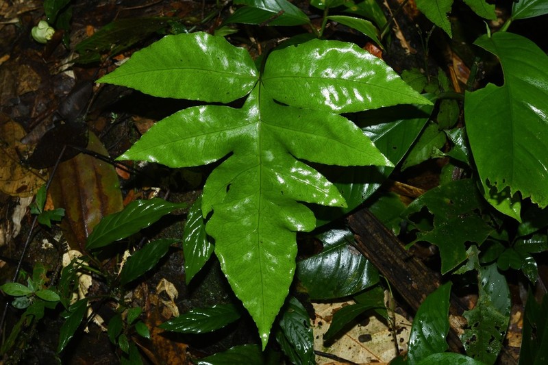 Bolbitis semipinnatifida