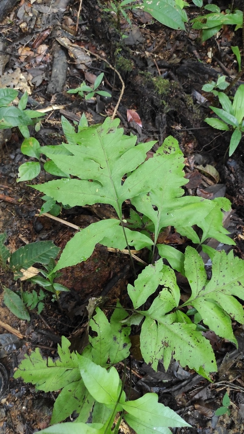 Bolbitis semipinnatifida photo 2