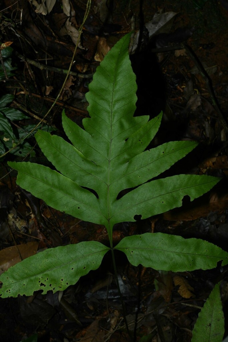 Bolbitis semipinnatifida photo 3