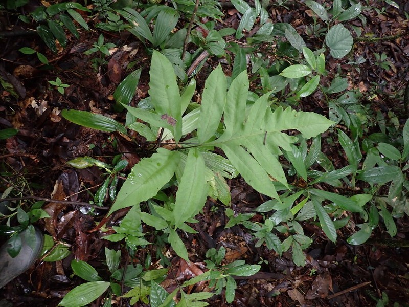 Bolbitis semipinnatifida photo 4