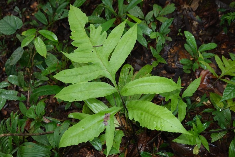 Bolbitis semipinnatifida photo 5