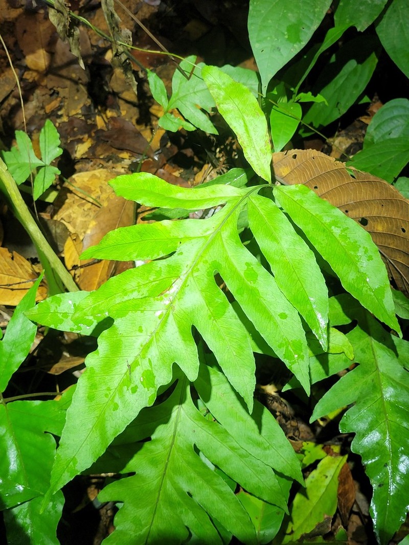 Bolbitis semipinnatifida photo 6