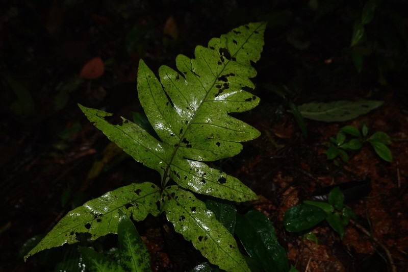 Bolbitis semipinnatifida photo 7