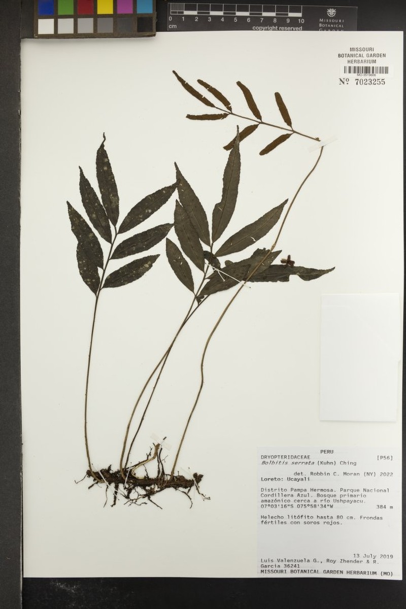 Bolbitis serrata