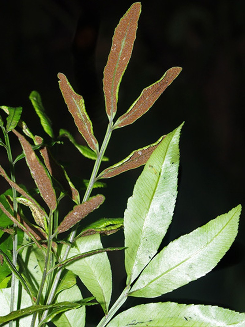 Bolbitis serrata photo 3