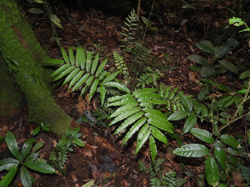 Bolbitis serratifolia