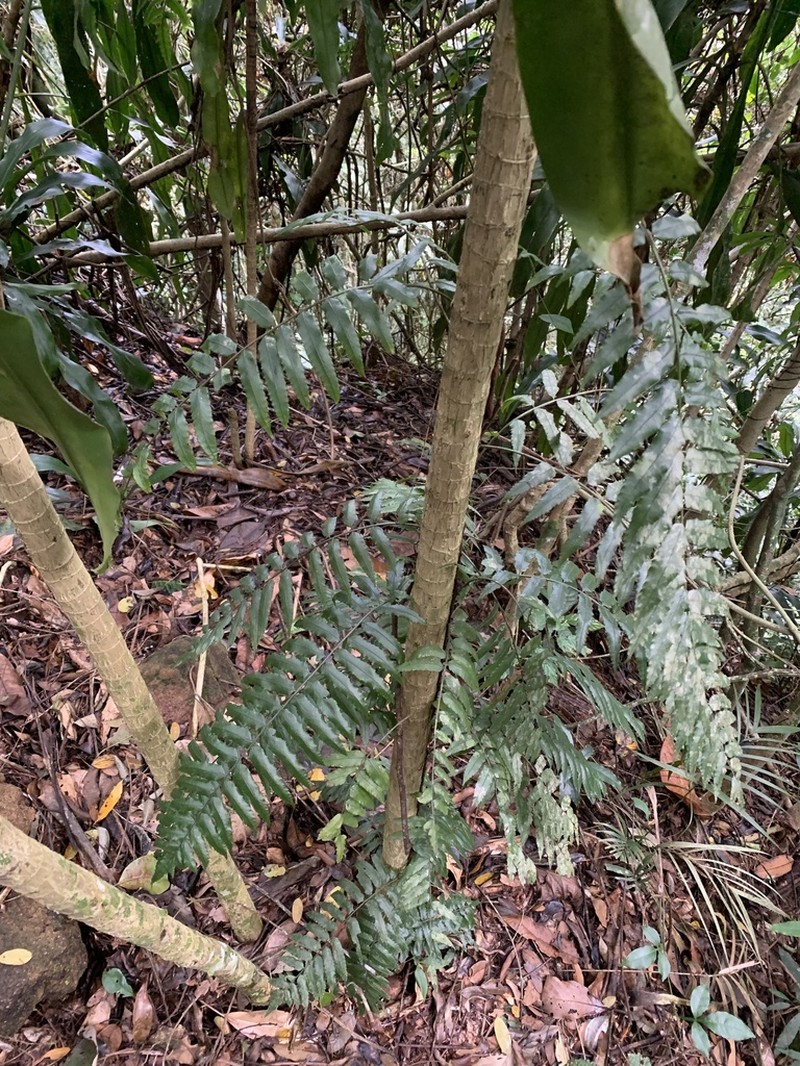 Bolbitis serratifolia photo 2