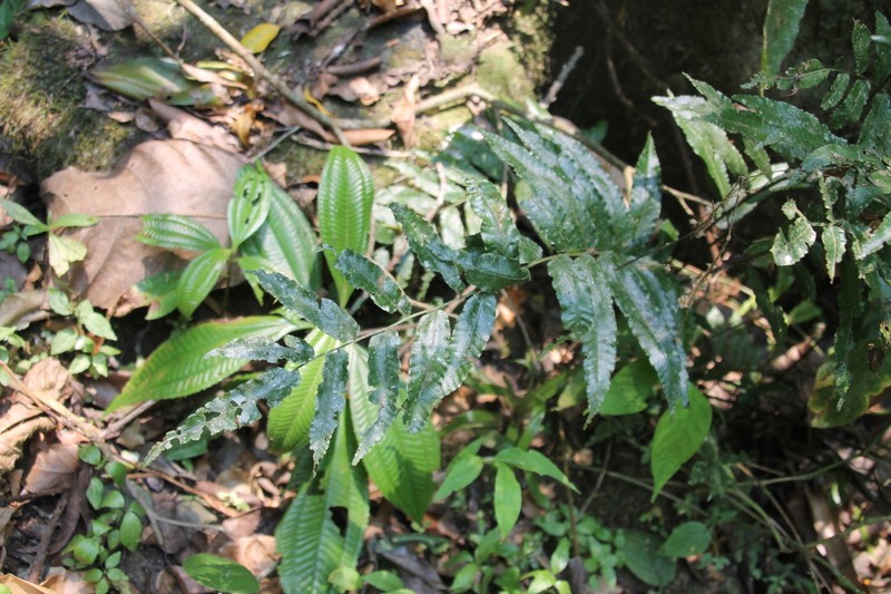 Bolbitis serratifolia photo 3