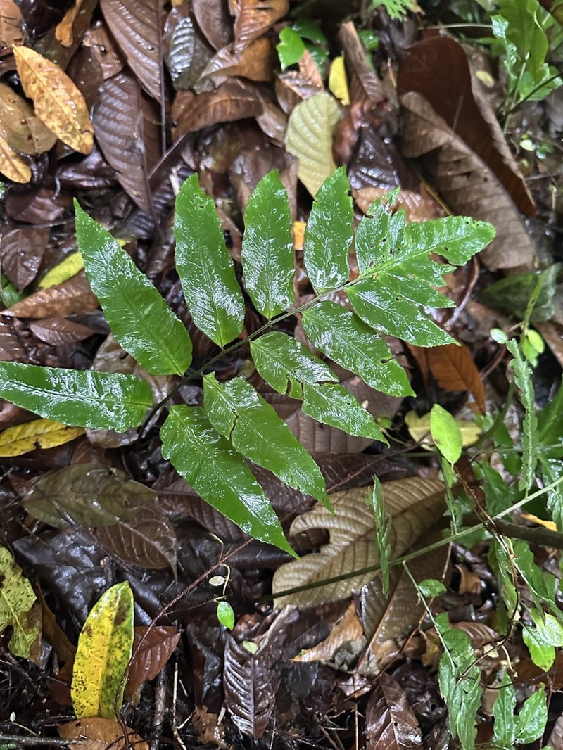 Bolbitis serratifolia photo 4