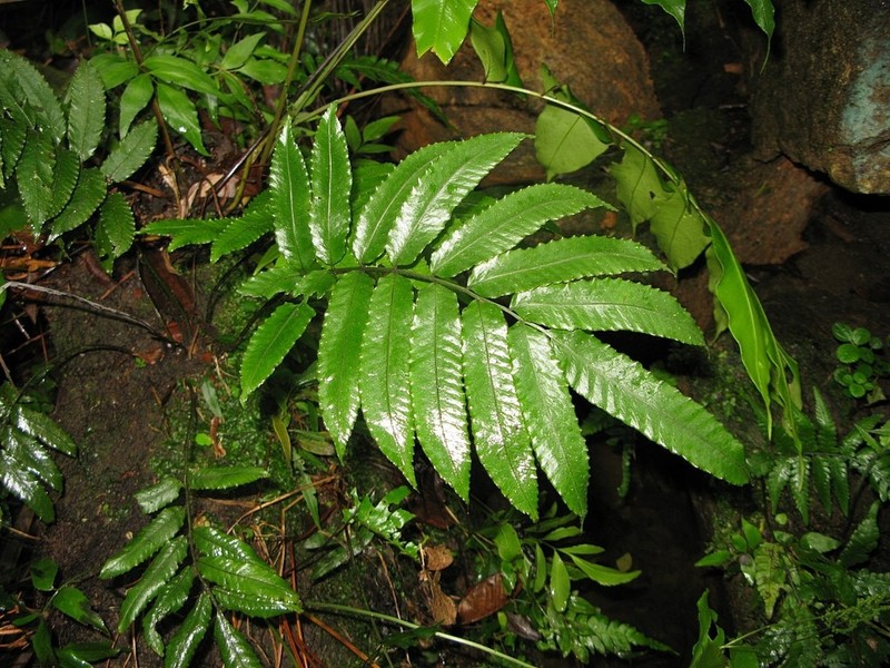 Bolbitis serratifolia photo 5