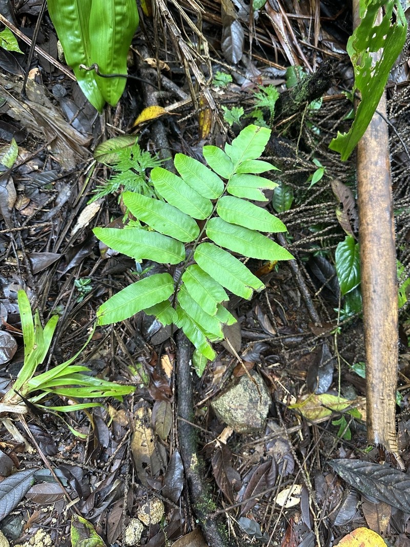 Bolbitis serratifolia photo 6