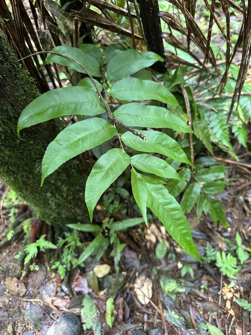 Bolbitis serratifolia photo 7