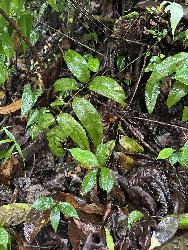 Bolbitis serratifolia photo 8