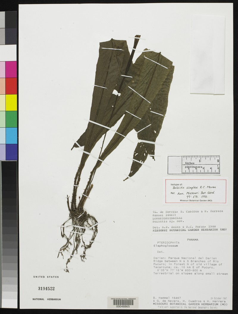 Bolbitis simplex