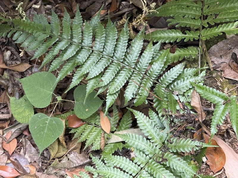 Bolbitis sinensis photo 2