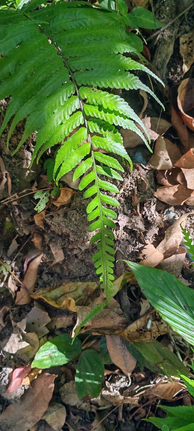 Bolbitis sinensis photo 3