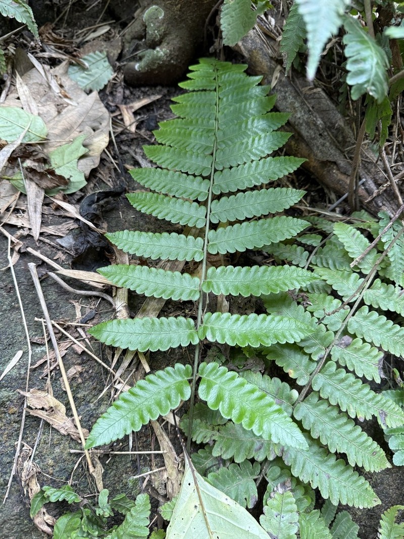 Bolbitis sinensis photo 4