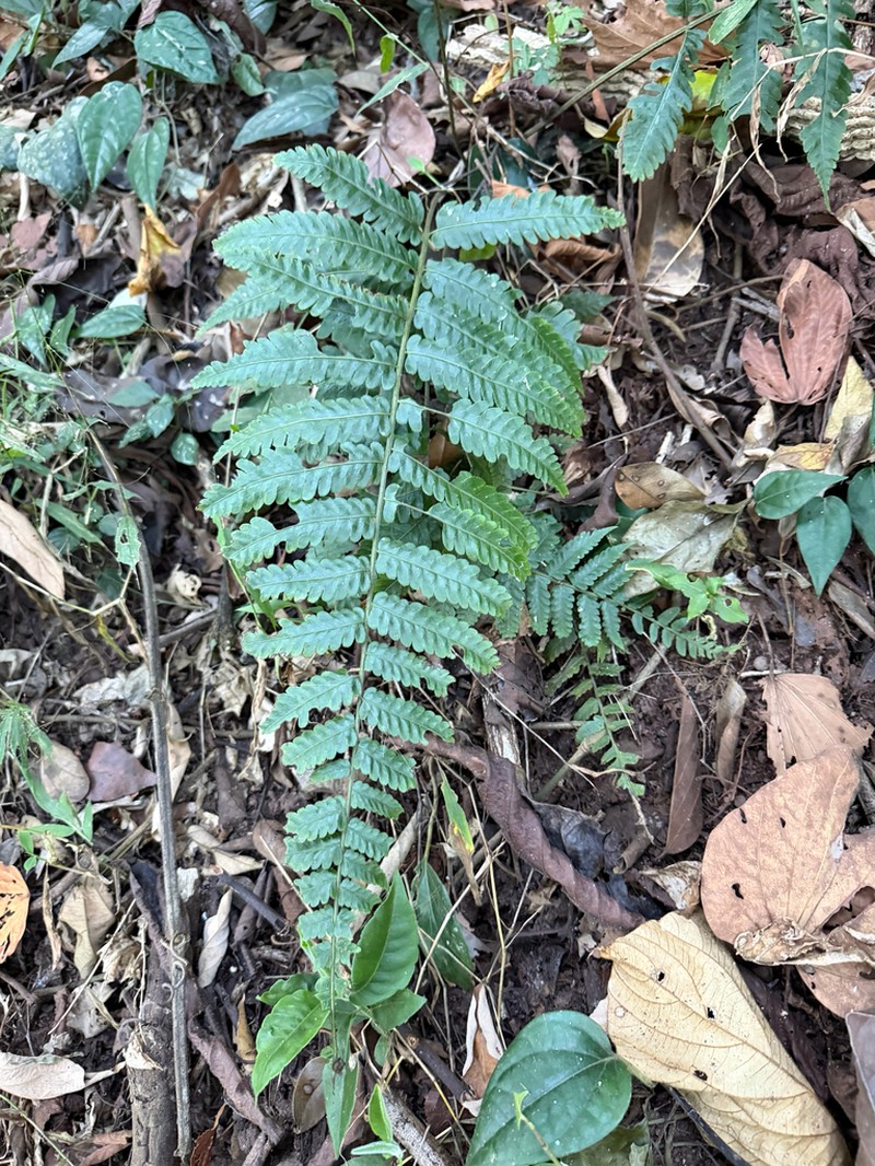 Bolbitis sinensis photo 5