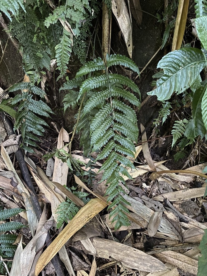 Bolbitis sinensis photo 6