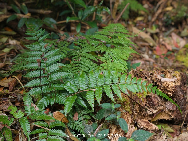 Bolbitis sinensis photo 7