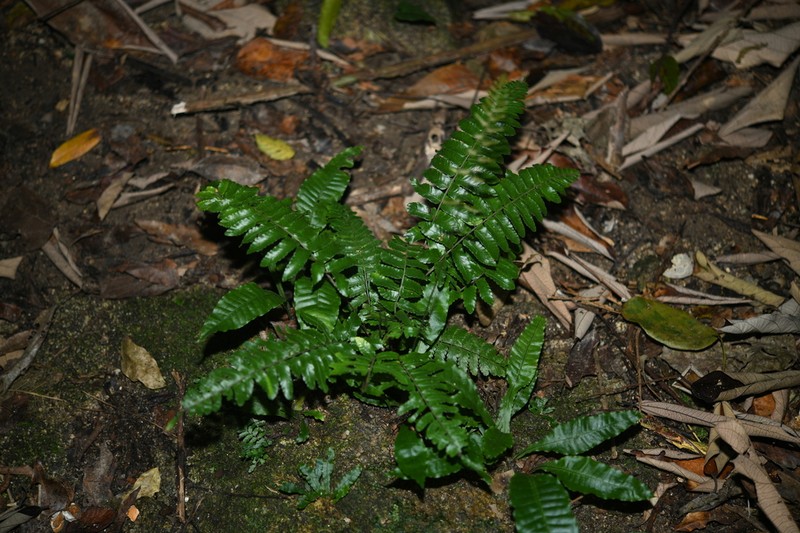 Bolbitis sinensis photo 8