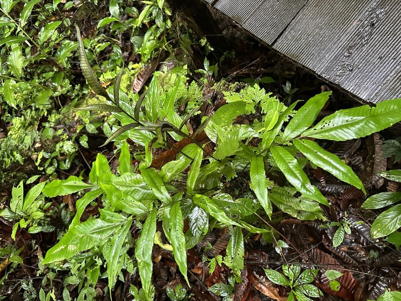 Bolbitis sinuata