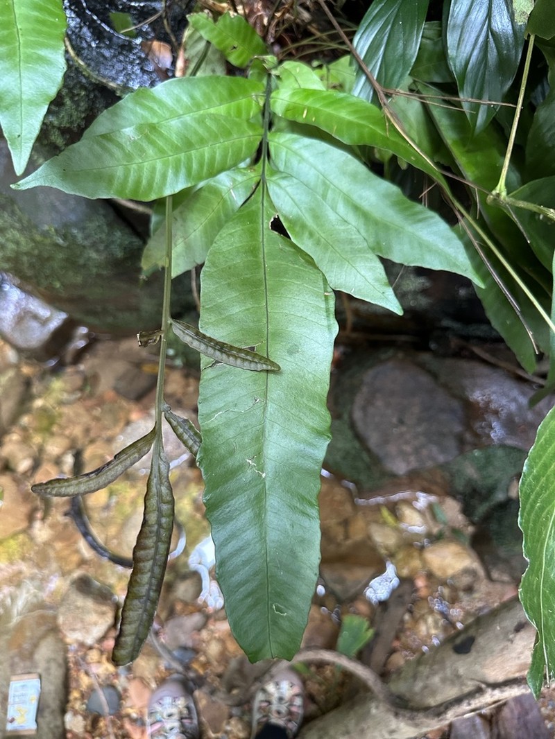 Bolbitis sinuata photo 2