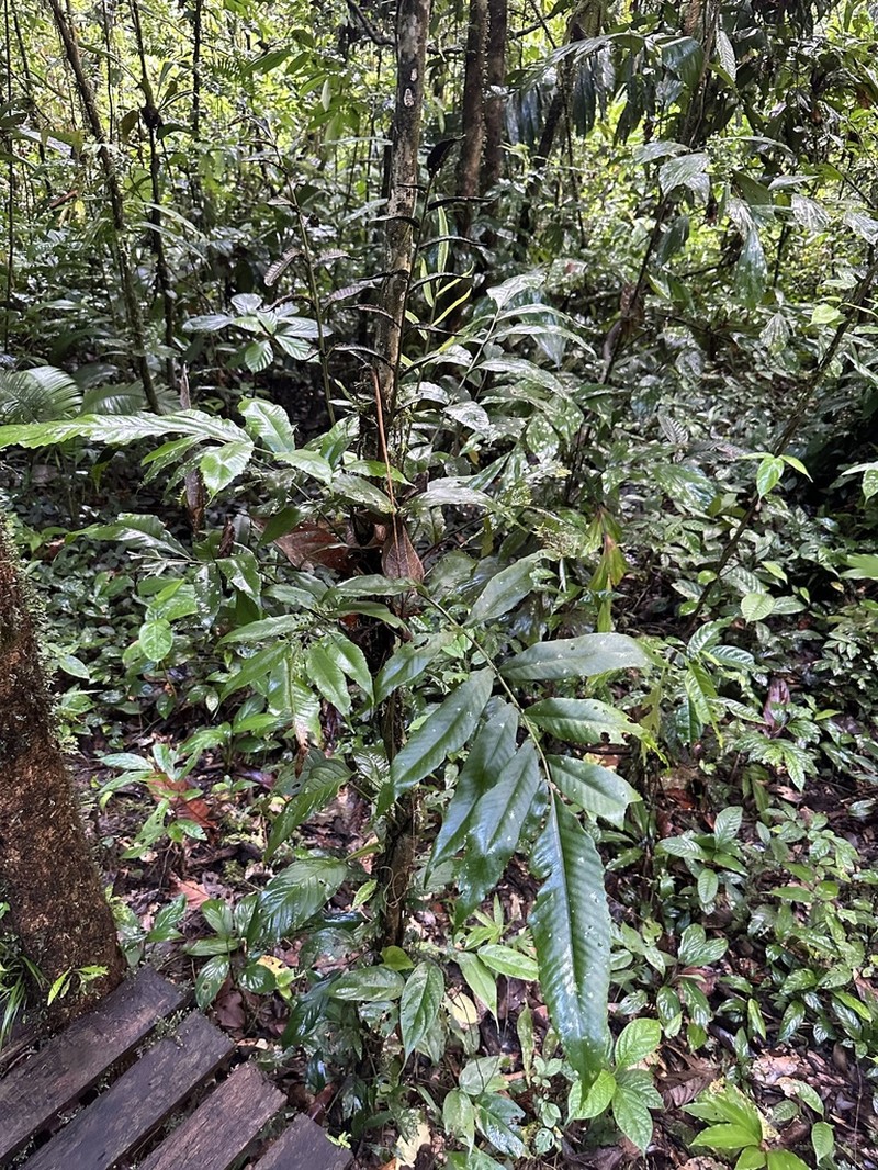 Bolbitis sinuata photo 3