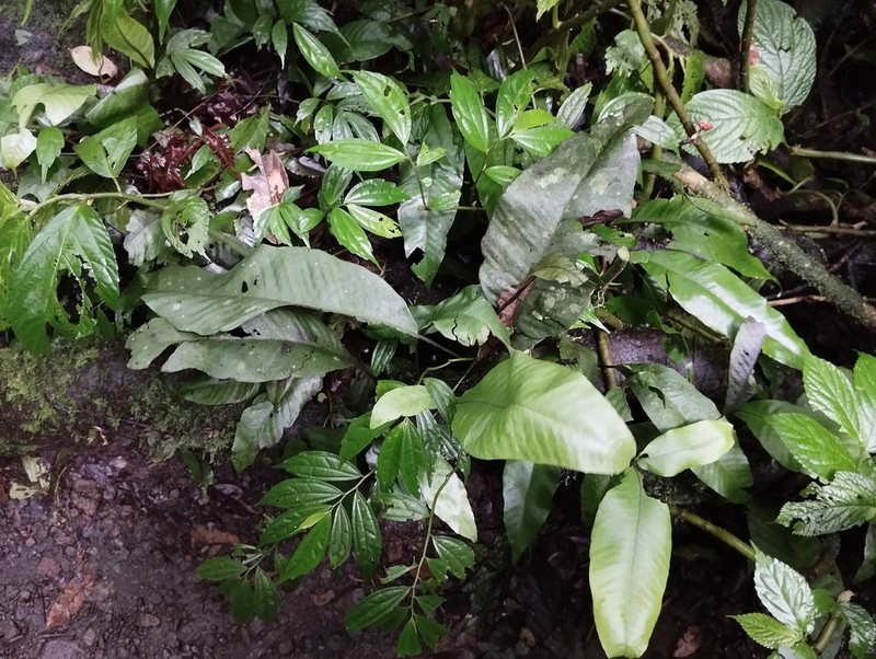 Bolbitis sinuata photo 4