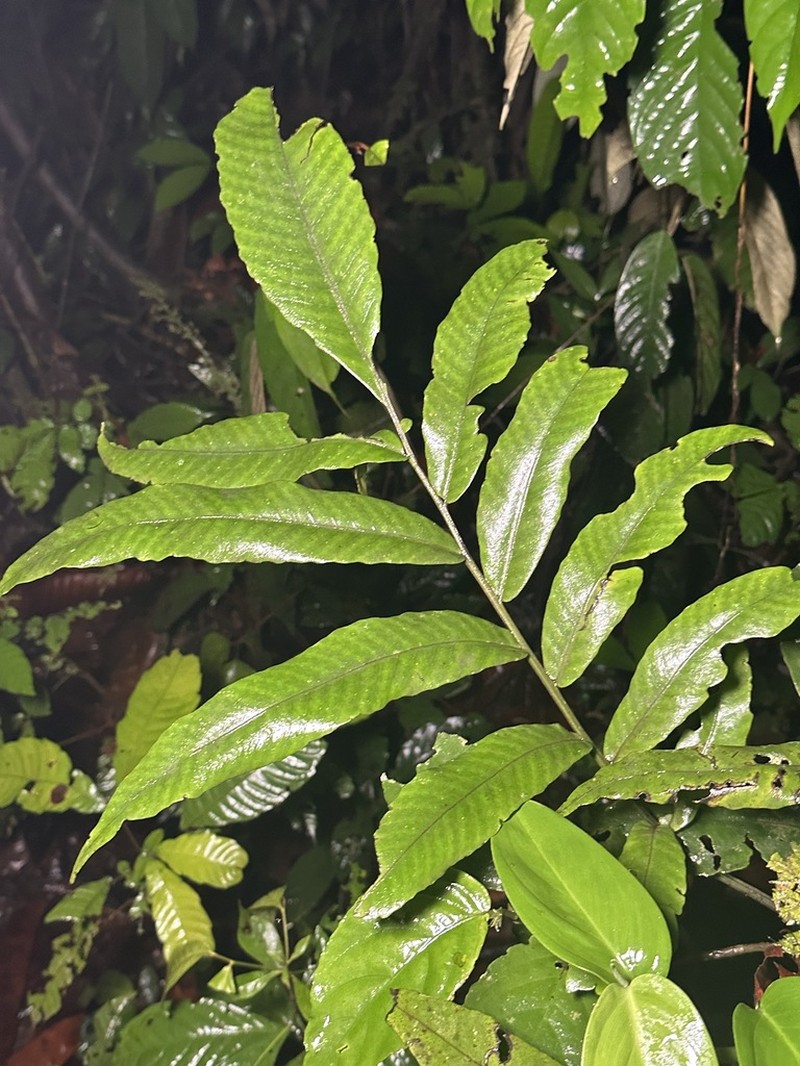 Bolbitis sinuata photo 5