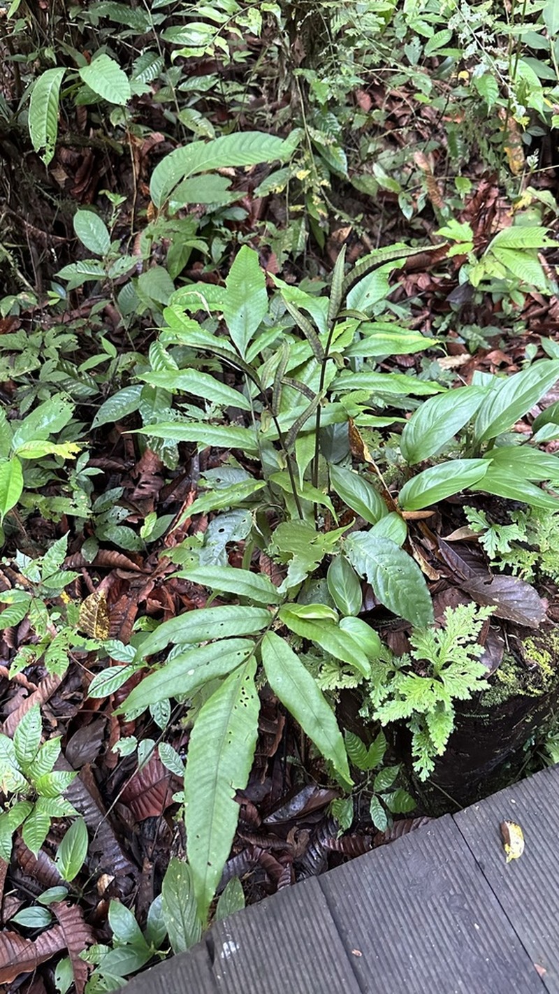 Bolbitis sinuata photo 6