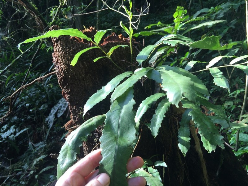Bolbitis sinuata photo 7