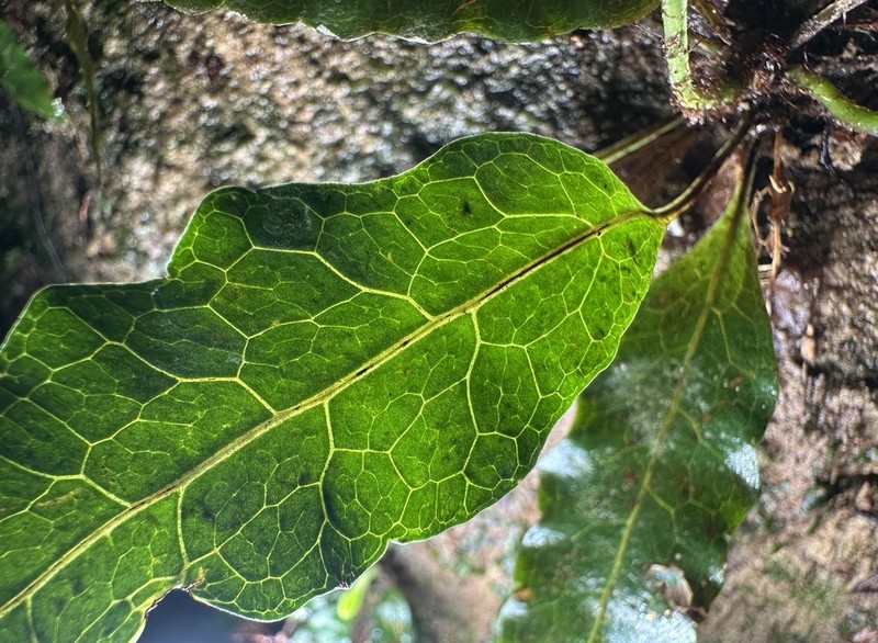 Bolbitis sinuata photo 8