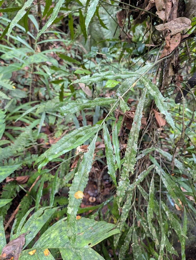 Bolbitis sinuosa photo 2
