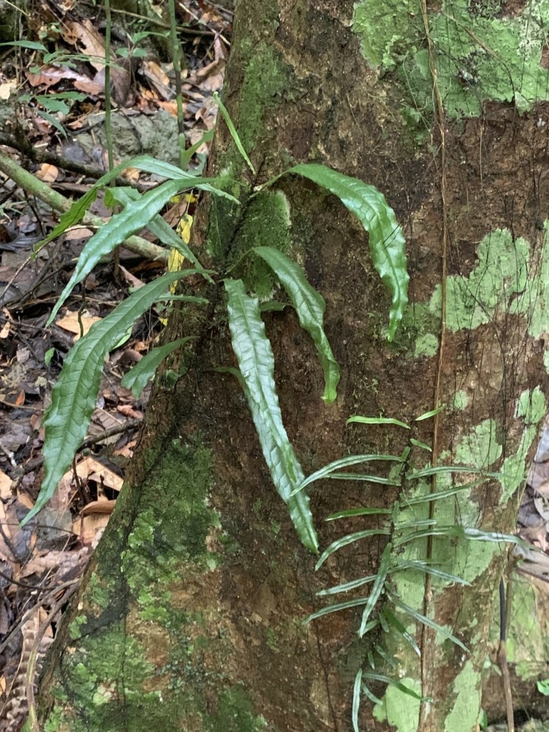 Bolbitis sinuosa photo 3