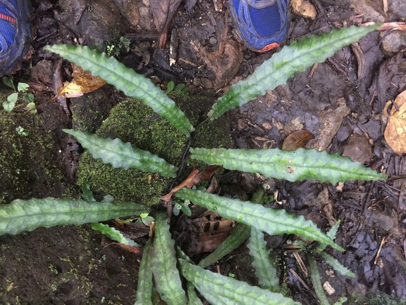 Bolbitis sinuosa photo 5