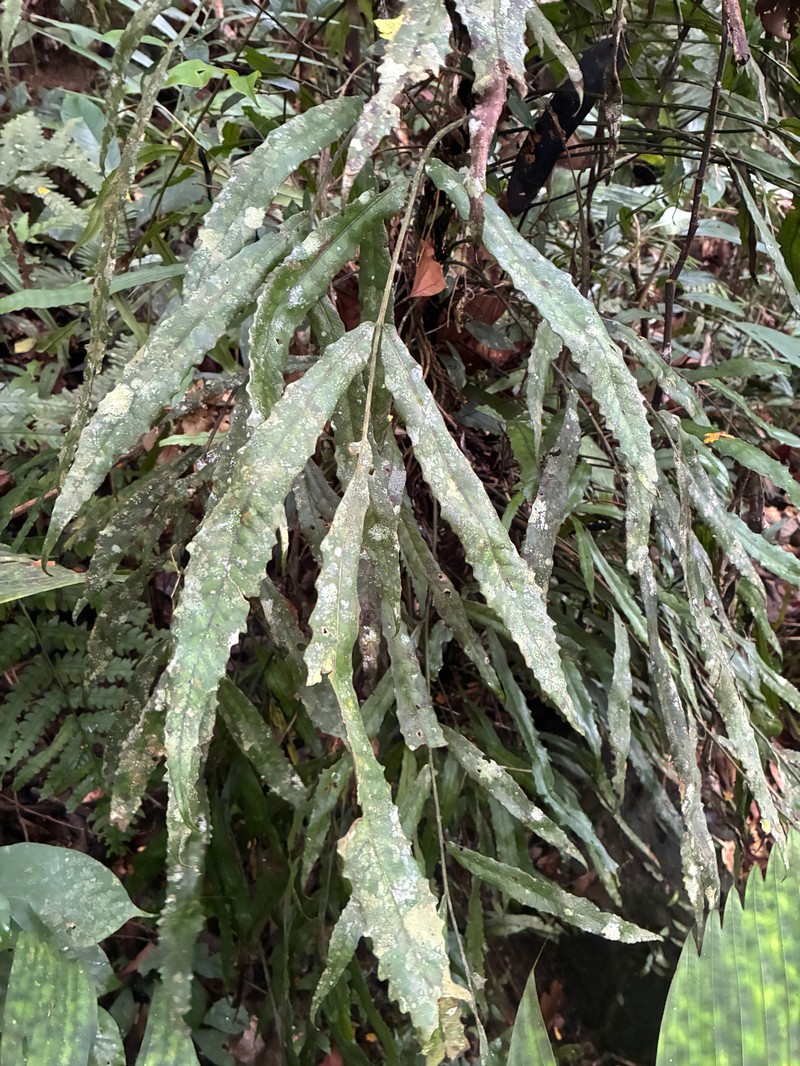 Bolbitis sinuosa photo 6