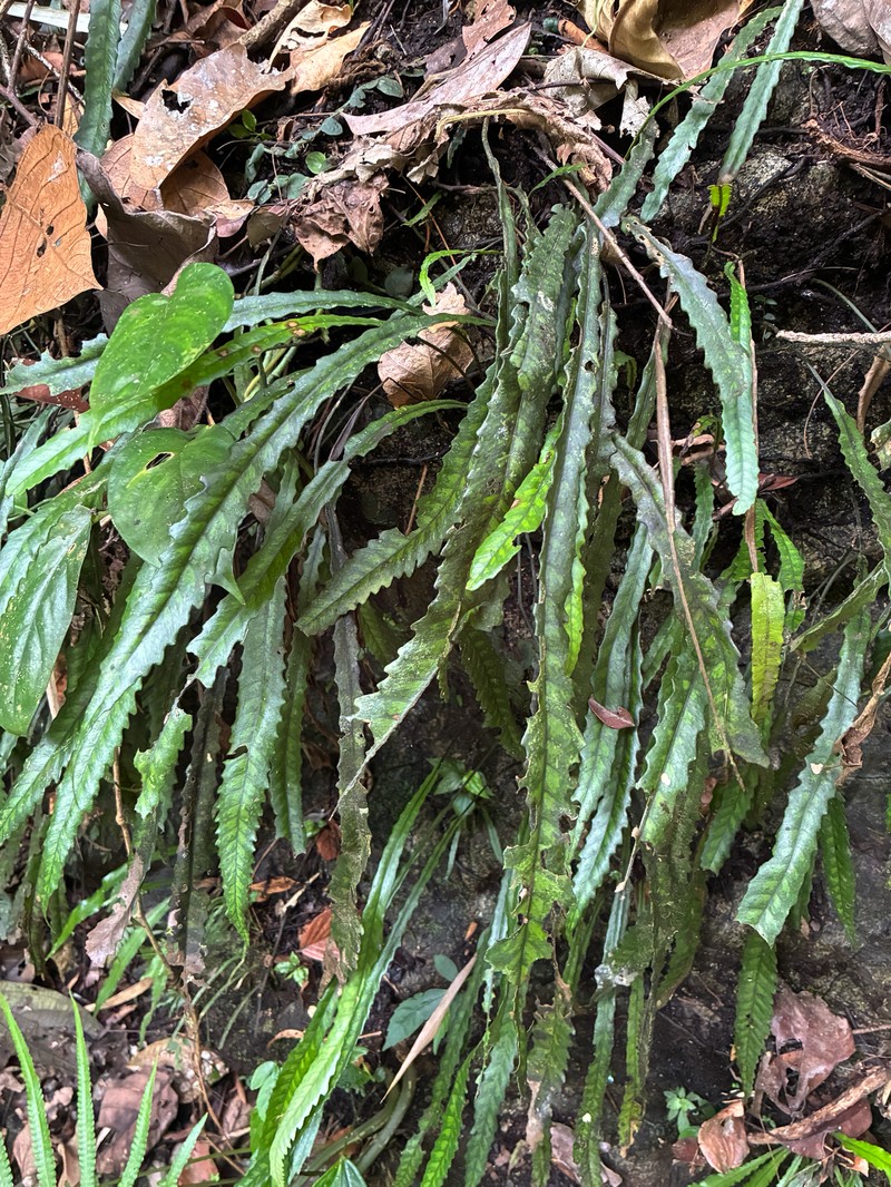 Bolbitis sinuosa photo 7