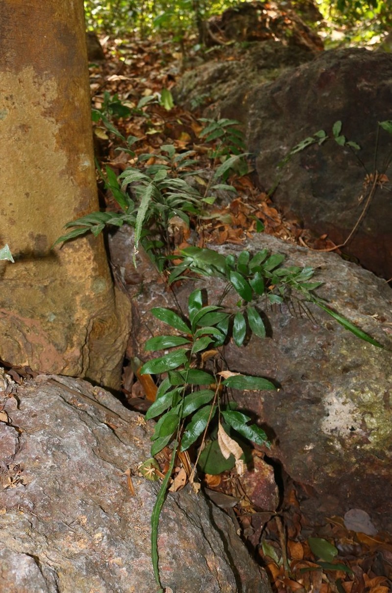 Bolbitis subcrenata