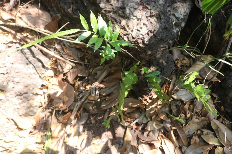 Bolbitis subcrenata photo 2