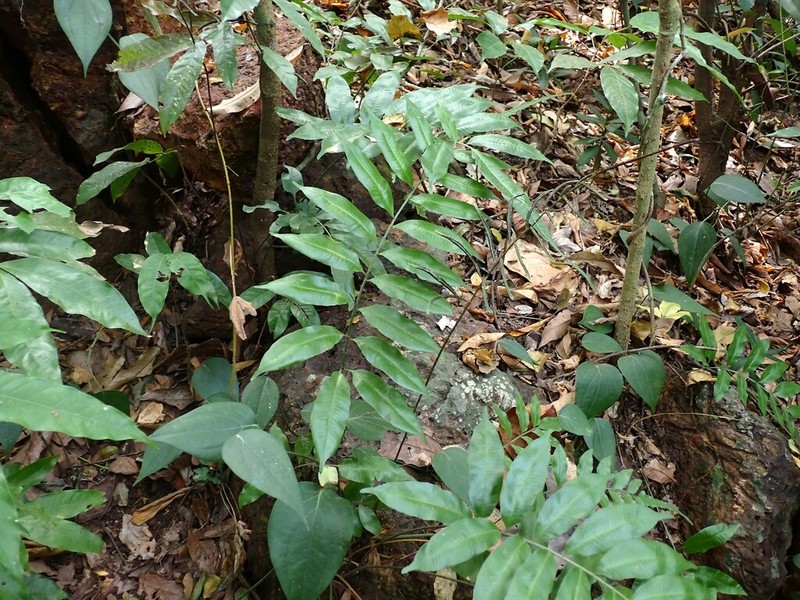 Bolbitis subcrenata photo 3